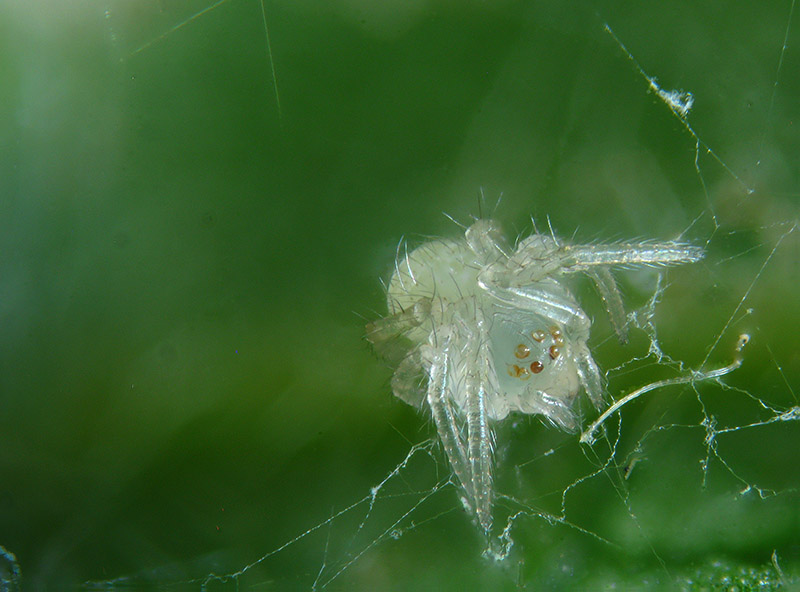 Theridion varians  - Sumirago (VA)